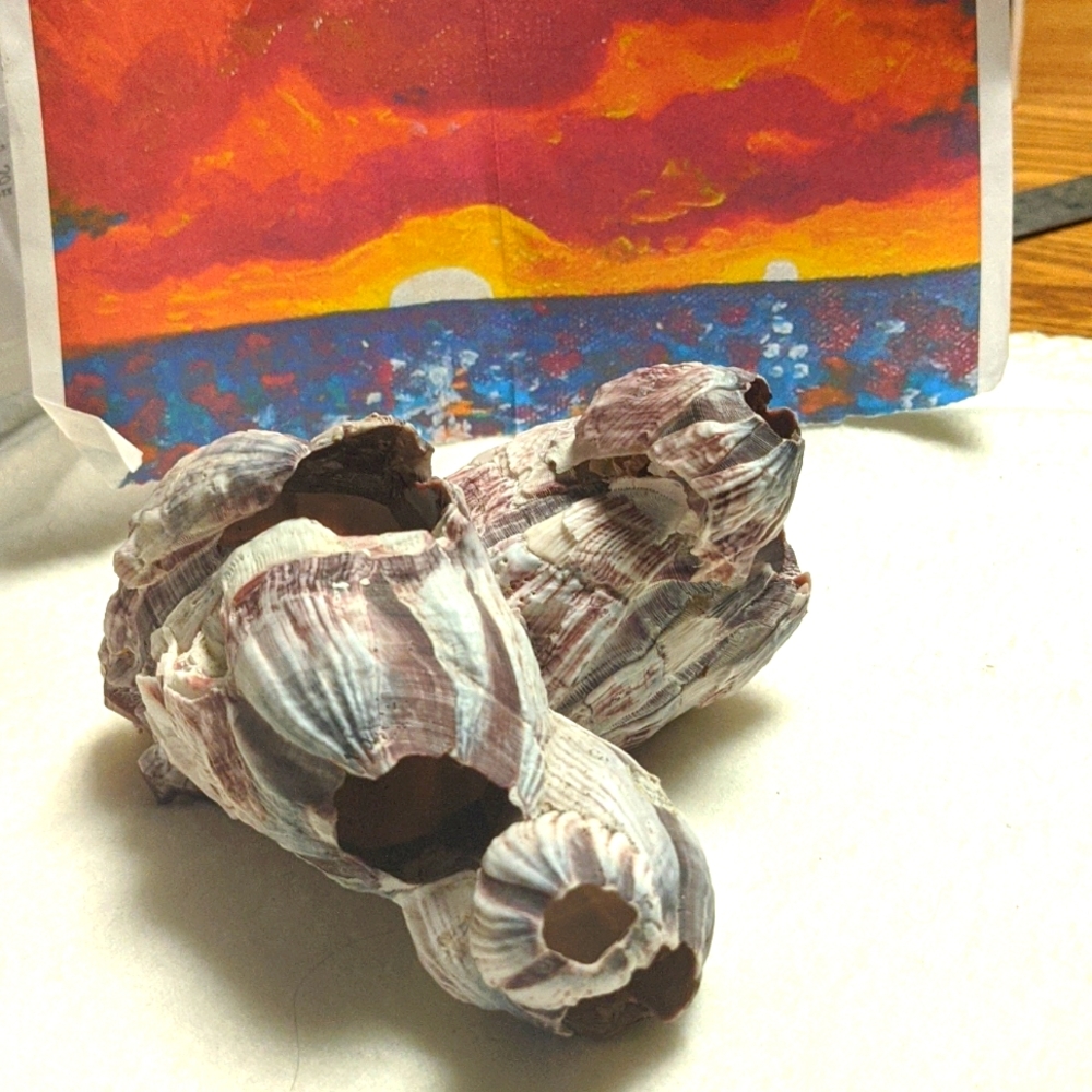 Rare Pink Sea Barnacle Giant  great natural pen holder desk beach decor